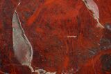 Polished Stromatolite (Collenia) - Minnesota #155589-1
